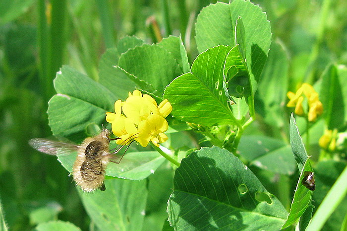 Bombylius major